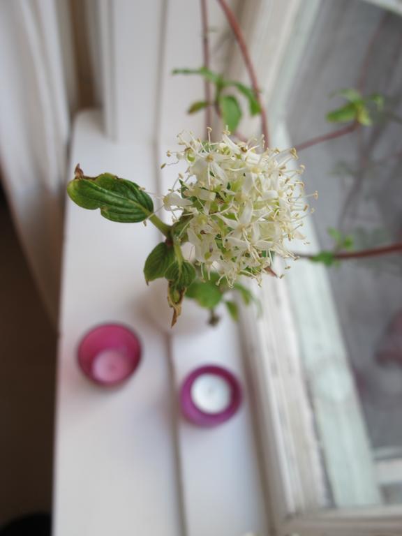 Noesundsgarden Hotell & Vandrarhem 외부 사진